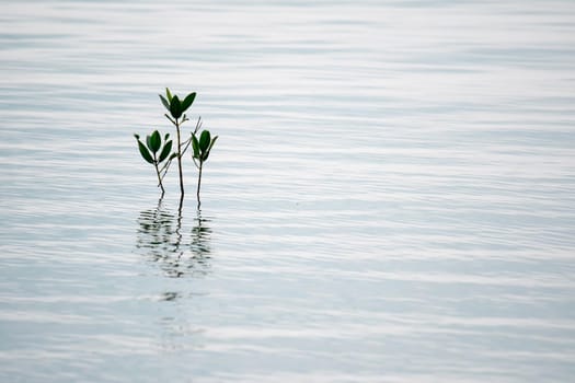 Small plants isolated in the waters in a beach
