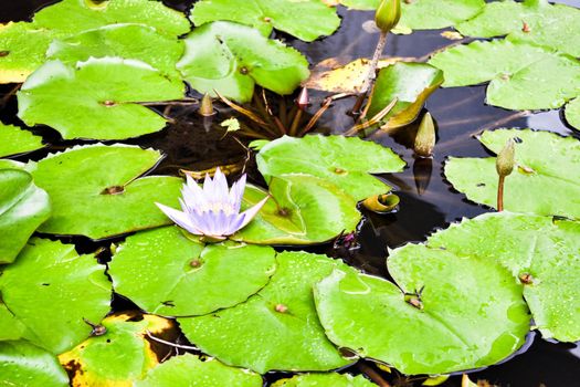 Singapore botanical garden and park