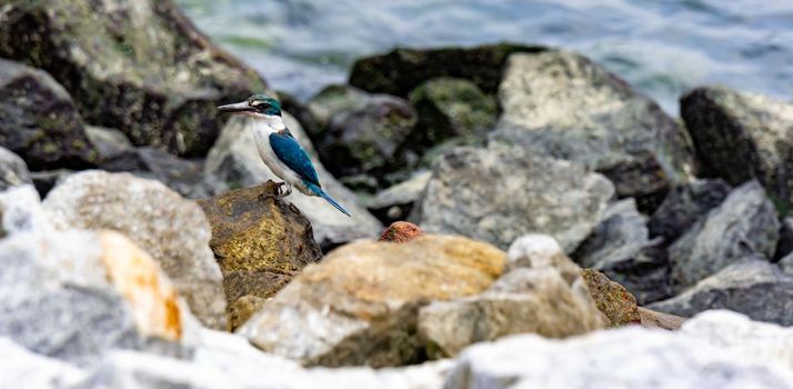 Close up shot of a kingfisher isolated and standing on rocks in a beach