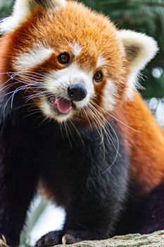 A cute red panda bear while exploring a tree