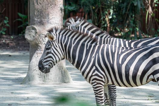 Zebra close up shot while eating grass in a zoo