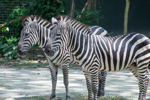 Zebra close up shot while eating grass in a zoo