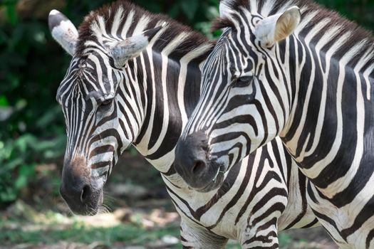 Zebra close up shot while eating grass in a zoo