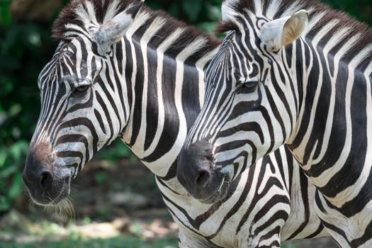 Zebra close up shot while eating grass in a zoo