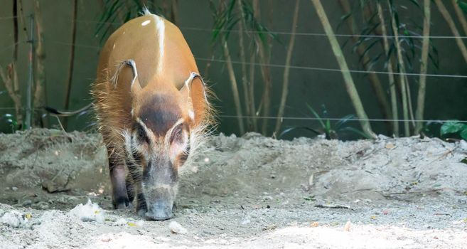 African golden boar or pig while looking for food on soil in a zoo