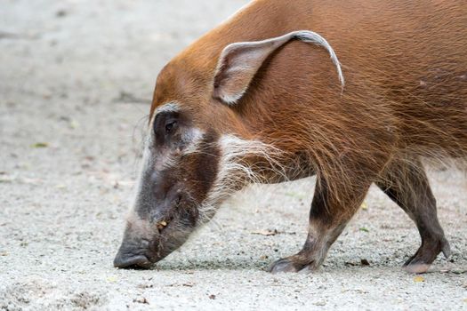 African golden boar or pig while looking for food on soil in a zoo