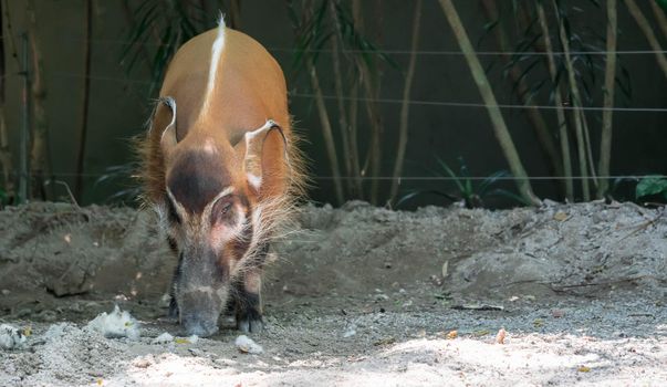 African golden boar or pig while looking for food on soil in a zoo