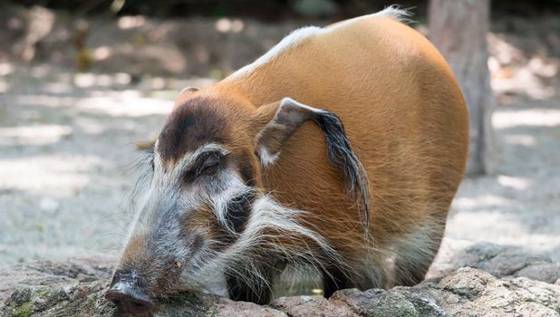 African golden boar or pig while looking for food on soil in a zoo