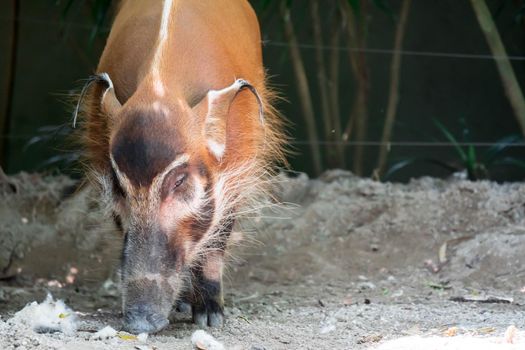 African golden boar or pig while looking for food on soil in a zoo