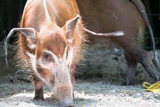 African golden boar or pig while looking for food on soil in a zoo