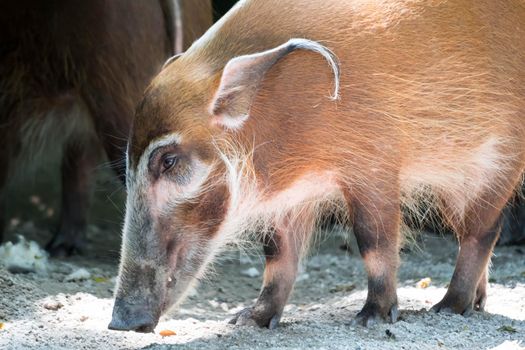 African golden boar or pig while looking for food on soil in a zoo