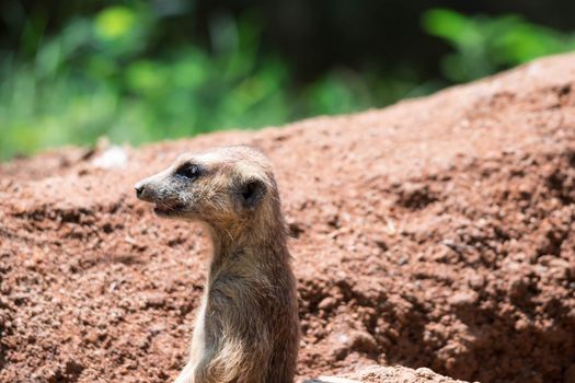 Meerkat while on a bark and observing looking around