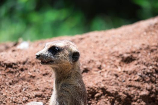 Meerkat while on a bark and observing looking around