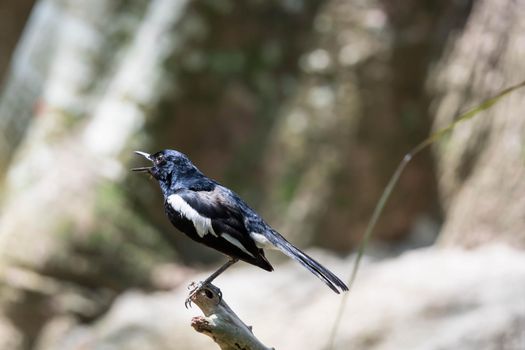 Magpie robin while on a tree branch looking for food isolated blurry background