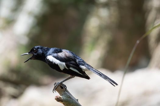 Magpie robin while on a tree branch looking for food isolated blurry background