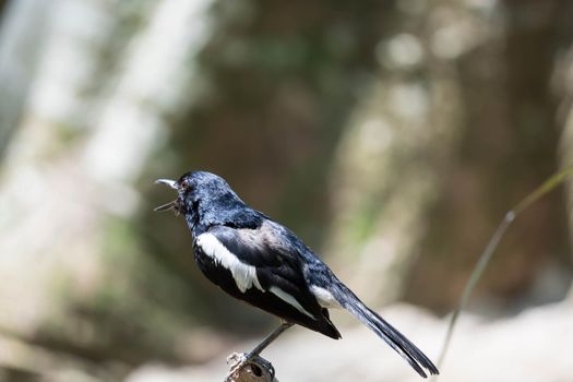 Magpie robin while on a tree branch looking for food isolated blurry background