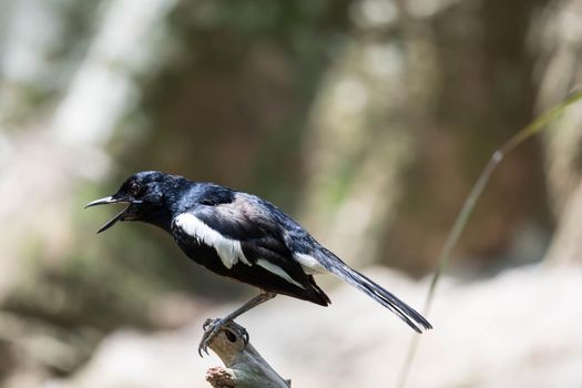 Magpie robin while on a tree branch looking for food isolated blurry background