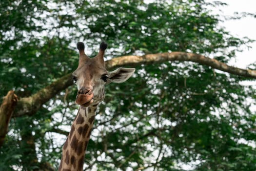 Giraffes head cloe up shot whle eating green background in a zoo