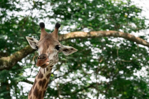 Giraffes head cloe up shot whle eating green background in a zoo