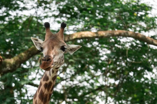 Giraffes head cloe up shot whle eating green background in a zoo