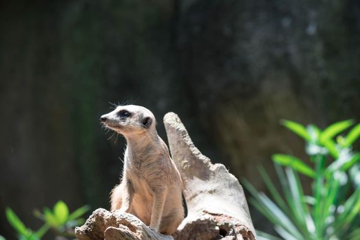 Meerkat while on a bark and observing looking around