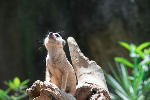 Meerkat while on a bark and observing looking around