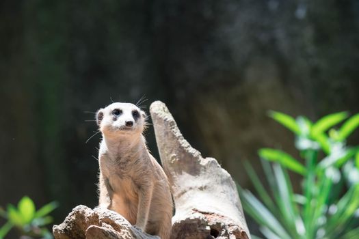 Meerkat while on a bark and observing looking around