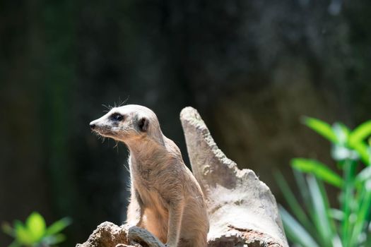 Meerkat while on a bark and observing looking around