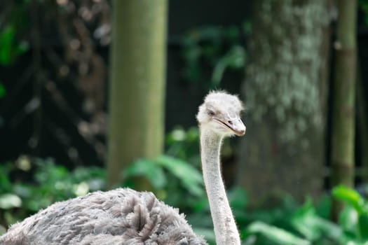 Ostrichs head closeup shot in a zoo