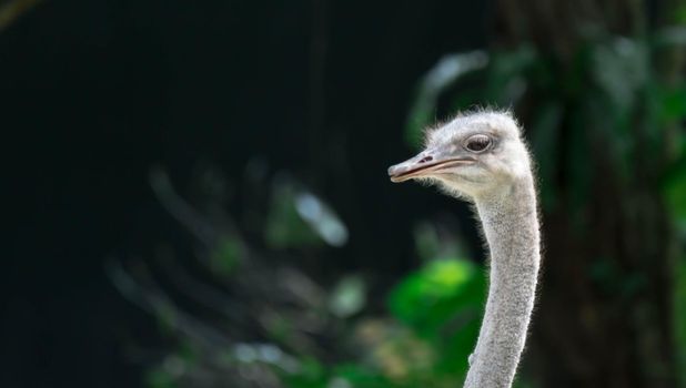 Ostrichs head while being agressive and attacking everyone in a zoo