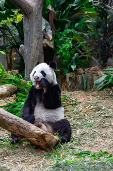 A cute panda bear while eating bamboo inside a zoo