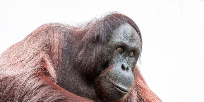 Bornean orangutan closeup shot on face and big eyes in a zoo