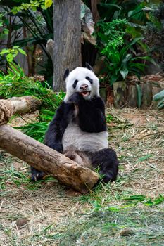 A cute panda bear while eating bamboo inside a zoo