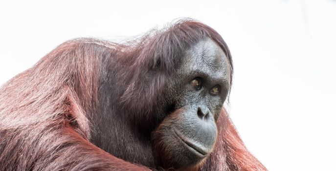 Bornean orangutan closeup shot on face and big eyes in a zoo