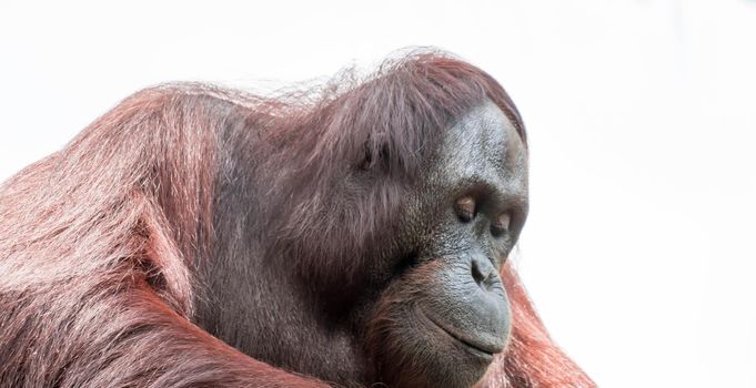 Bornean orangutan closeup shot on face and big eyes in a zoo
