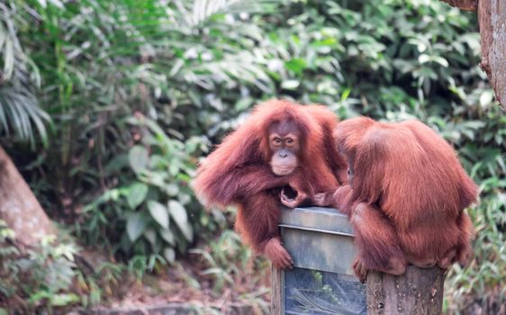 Bornean orangutan while climbing and playing in a zoo