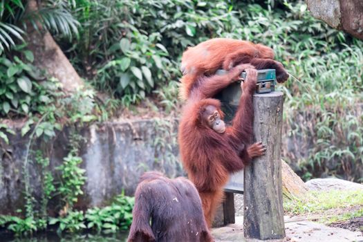 Bornean orangutan while climbing and playing in a zoo