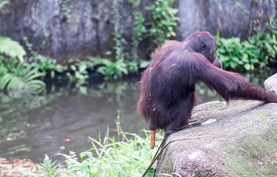 Bornean orangutan while sitting an dropping huge poops on a pond