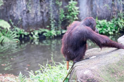 Bornean orangutan while sitting an dropping huge poops on a pond
