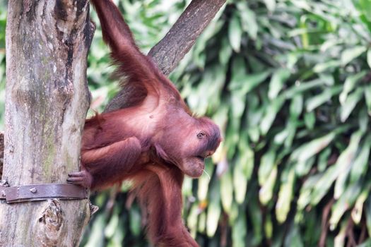 Bornean orangutan while swinging on vines in zoo