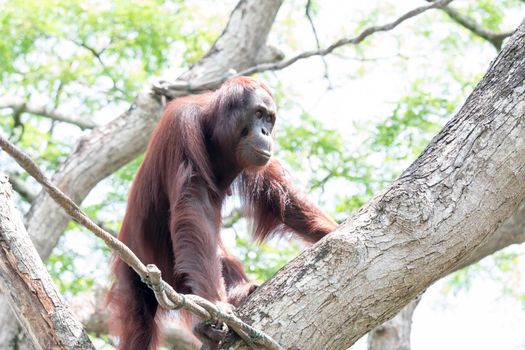 Bornean orangutan while swinging on vines in zoo