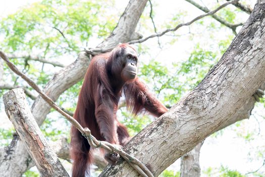 Bornean orangutan while swinging on vines in zoo