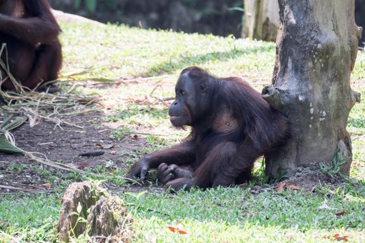 Bornean orangutan while resting on a tree sitting on grasses