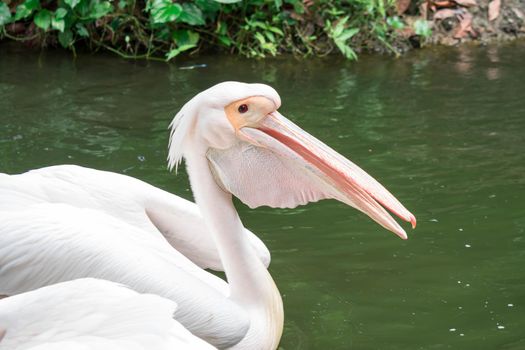 Pelican bird on a pond looking for foods