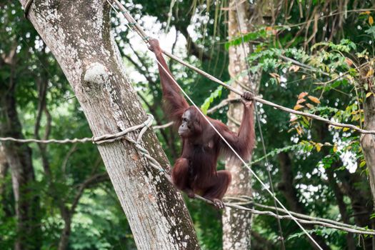 Bornean orangutan while swinging on vines in zoo