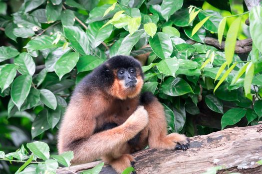 Spider Monkeys Ateles geoffroyi monkey while on a tree resting