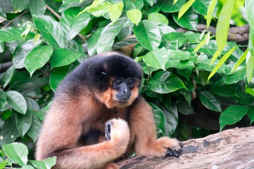 Spider Monkeys Ateles geoffroyi monkey while on a tree resting