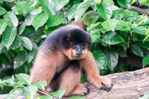 Spider Monkeys Ateles geoffroyi monkey while on a tree resting