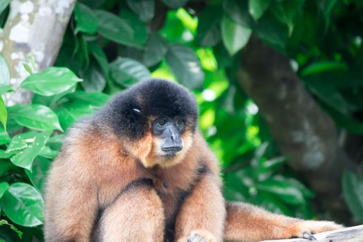 Spider Monkeys Ateles geoffroyi monkey while on a tree resting