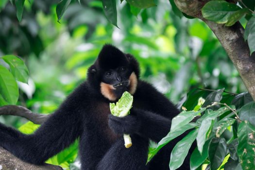 Black spider monkey Ateles chamek while eating vegetables on a tree